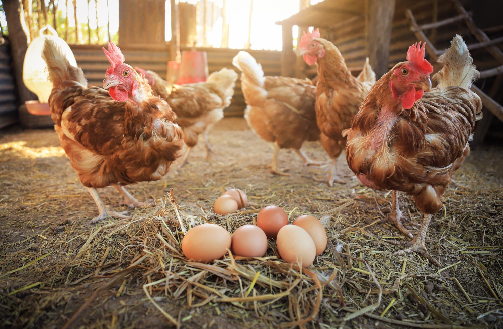 pollo-huevos-organicos-crudos-suelo-granja-pollos-animales-locales-vida-vida-buena-comida-cruda-concepto-personas